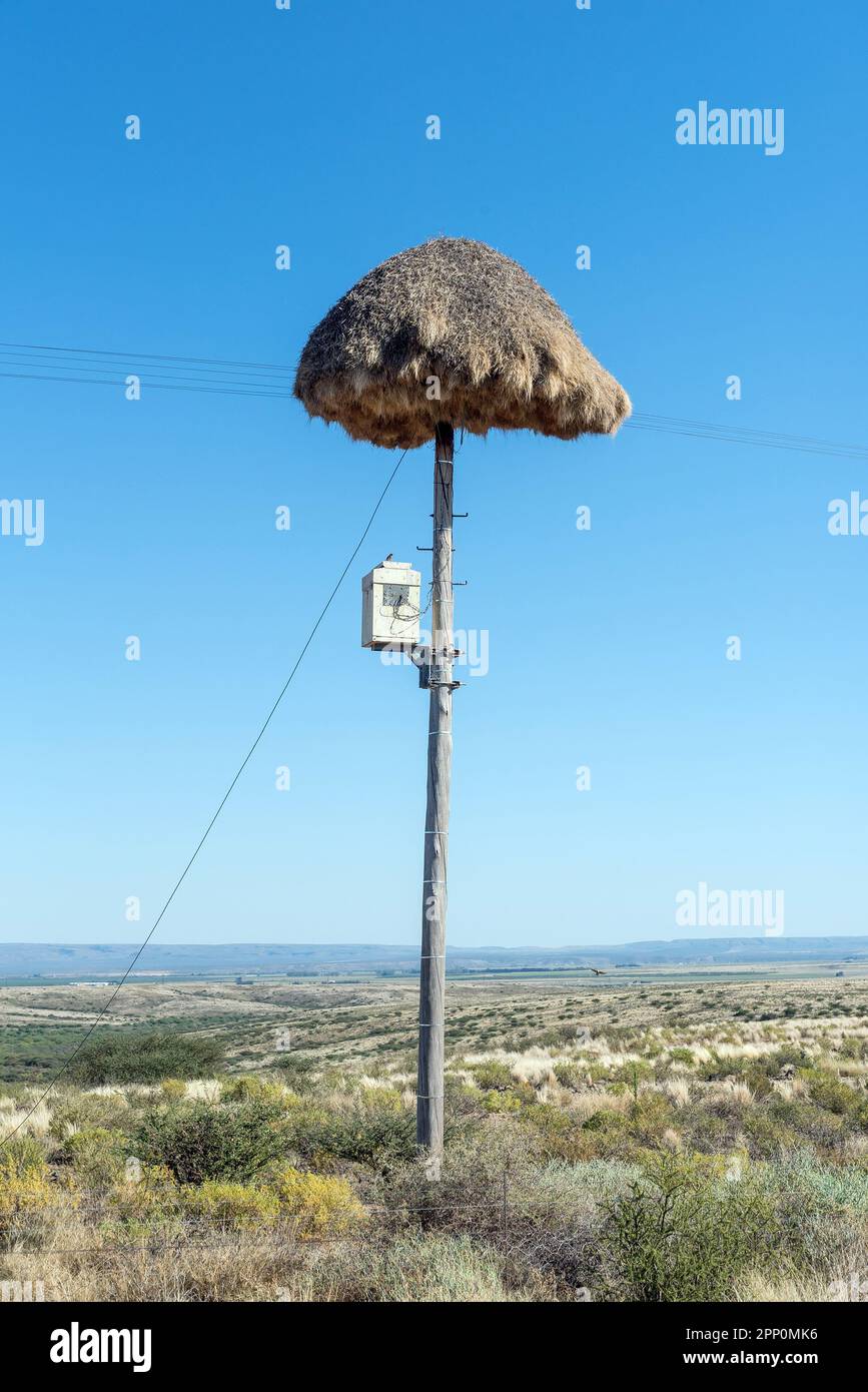 Ein gemeinschaftliches Vogelnest auf einem Telefonmast in der Nähe von Prieska in der Provinz Nordkap. Eine Box für Telekommunikationsgeräte ist sichtbar Stockfoto