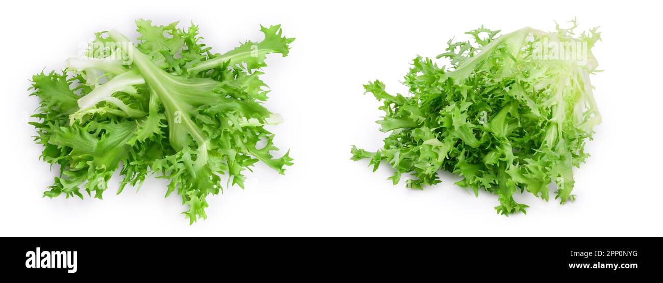 Frische grüne Blätter von Endive Frisee Chicorée Salat isoliert auf weißem Hintergrund mit voller Tiefenschärfe. Draufsicht. Flach liegend Stockfoto