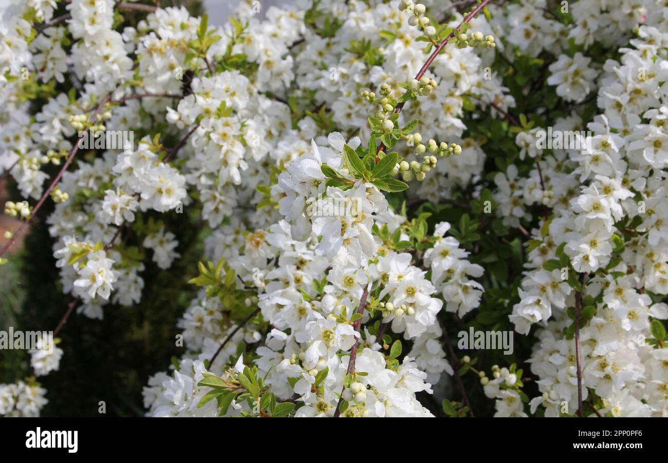 Exochorda x Macrantha "die Braut" in Blüte im Frühling Stockfoto