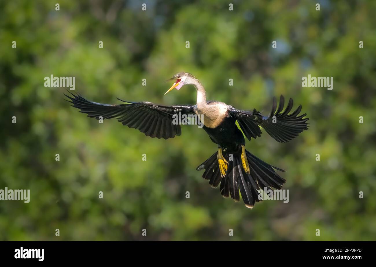 Weibliche Anhinga mit Flügeln in der Venice Audubon Rookery in Venice, Florida, USA Stockfoto