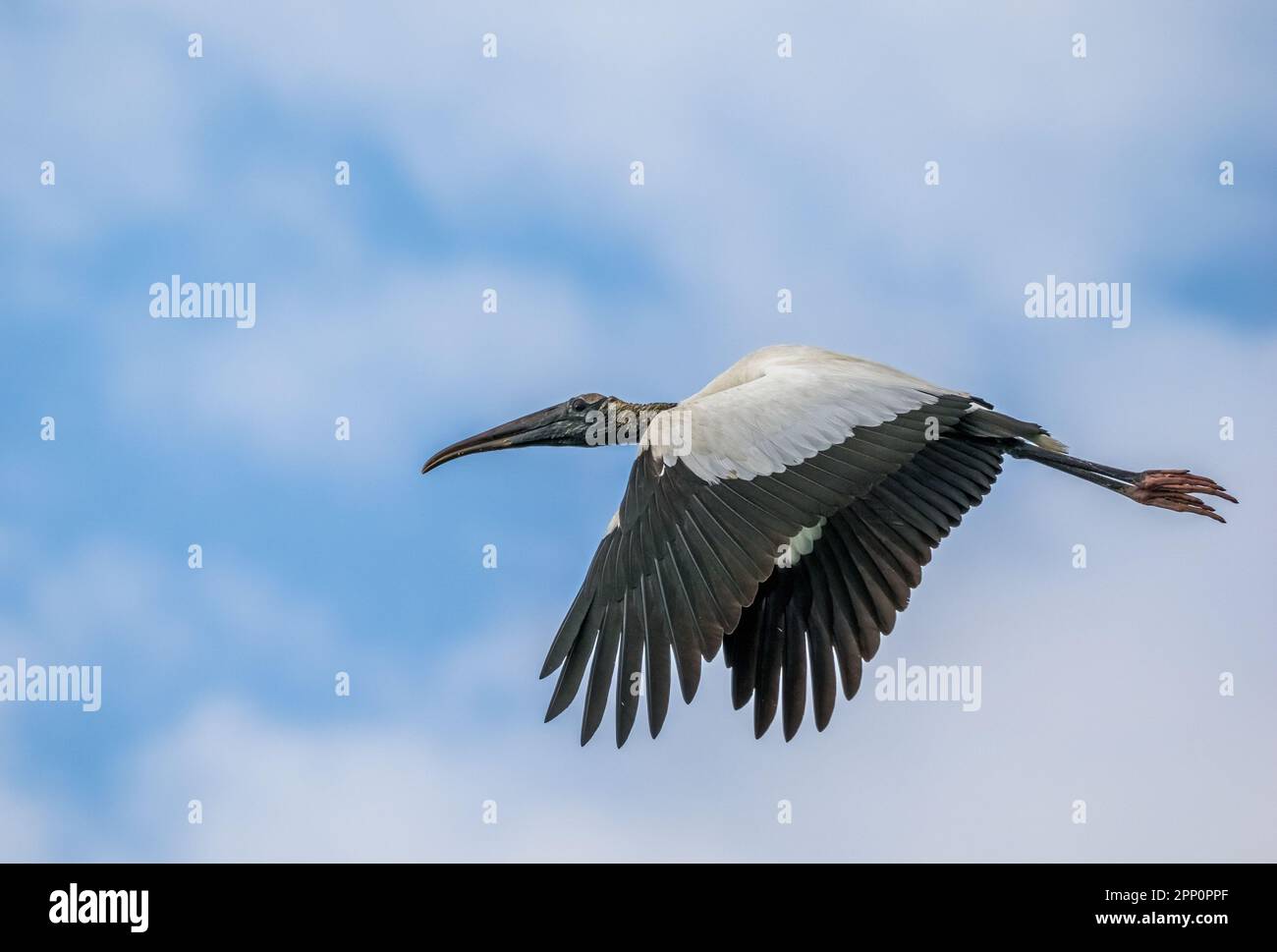 Ein einzelner Waldstorch fliegt in den Wakodahatchee Wetlands in Delray Beach, Florida, USA Stockfoto Ein einzelner Waldstorch fliegt in den Wakodahatchee Wetlands in Delray Beach, Florida, USA Stockfoto