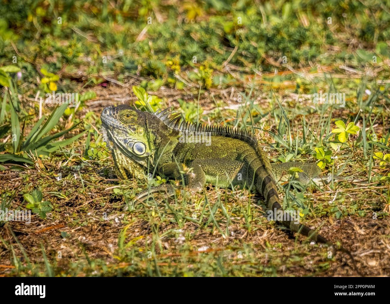 Iquana in den Wakodahatchee Wetlands in Delray Beach, Florida, USA Stockfoto