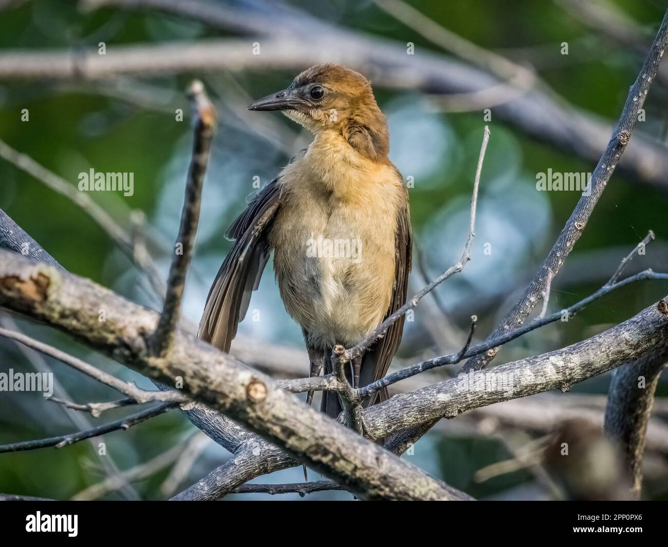 Grackle mit Bootsschwänzen in den Wakodahatchee Wetlands in Delray Beach, Florida, USA Stockfoto