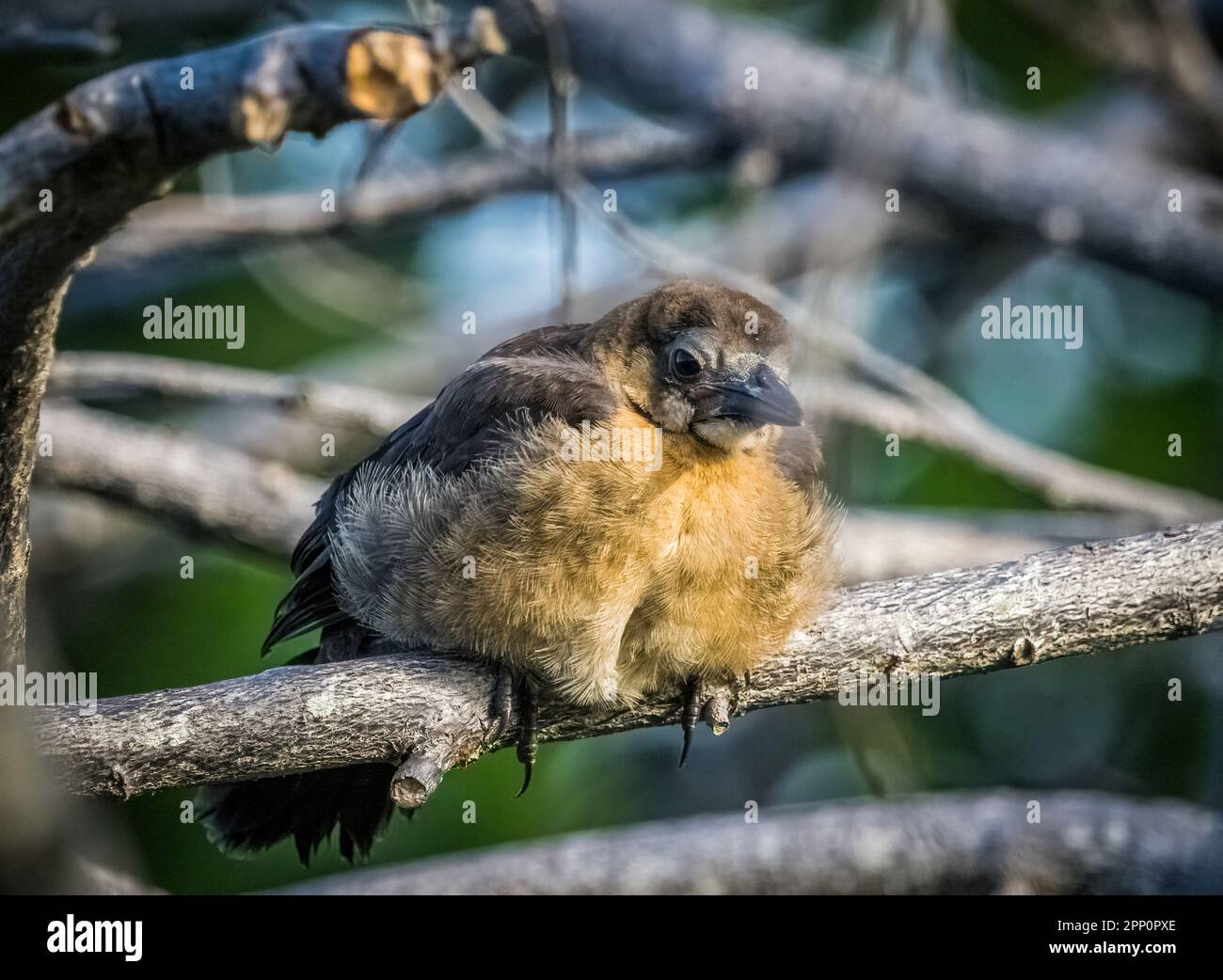 Grackle mit Bootsschwänzen in den Wakodahatchee Wetlands in Delray Beach, Florida, USA Stockfoto
