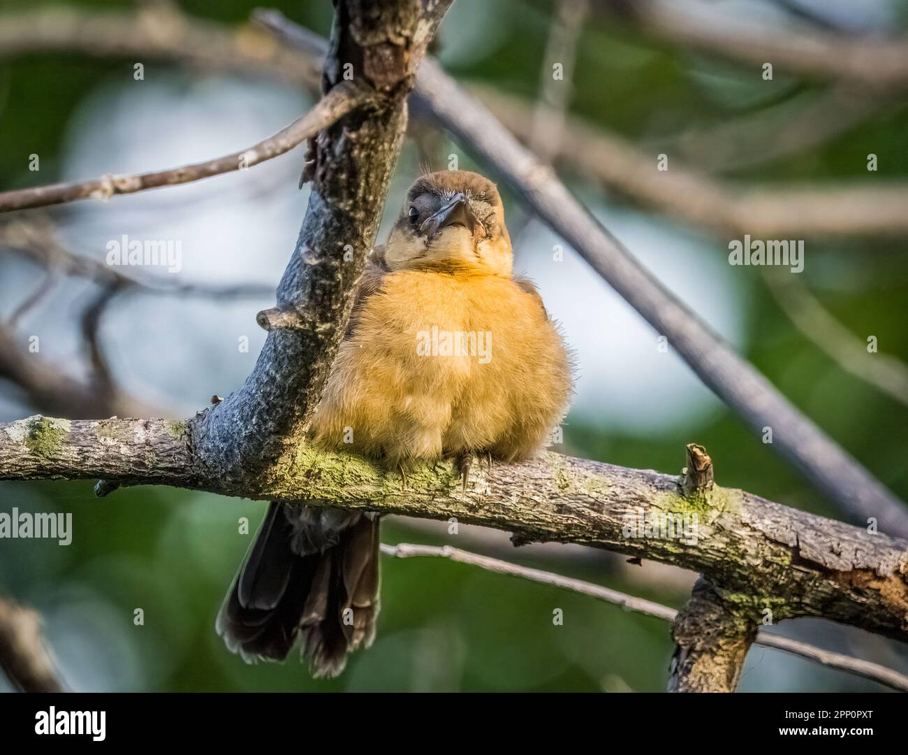 Grackle mit Bootsschwänzen in den Wakodahatchee Wetlands in Delray Beach, Florida, USA Stockfoto