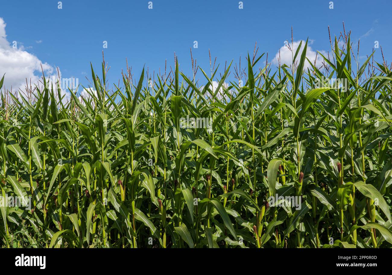 Mais wächst in einem Maisfeld vor einem blauen Himmel mit ein paar Wolken Stockfoto