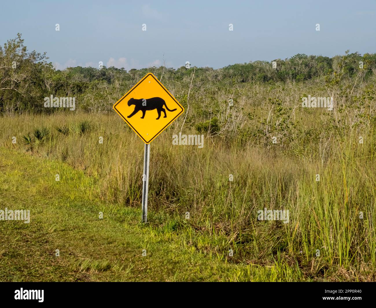 Panther-Warnschild auf der Main Park Road im Everglades-Nationalpark in den USA Stockfoto