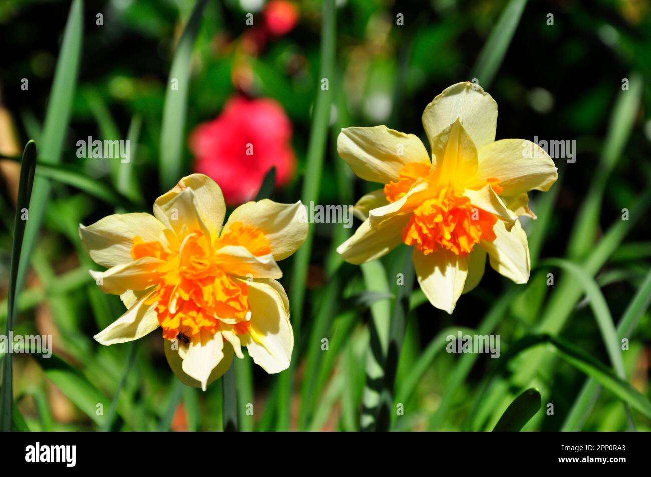 Ein Paar Doppel-Narzissen mit blassgelben Blütenblättern und leuchtend orangefarbener Doppel-Corona. Frühlingsblumen. Wiltshire, England.UK Stockfoto