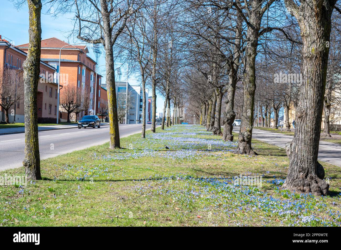 Scilla blüht während des Frühlings in Norrköping entlang der Südpromenade. Die Promenaden in Norrköing wurden von den Pariser Boulevards inspiriert. Stockfoto