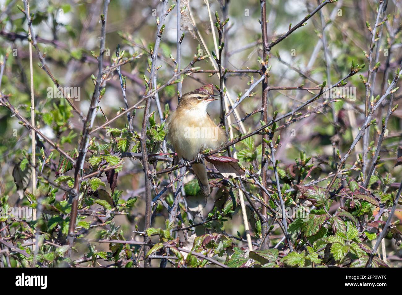 Sedge Warbler, Acrocephalus schoenobaenus, männlicher Vogel, der im Frühling oder April im Schwarzdornbusch hoch oben in England, Großbritannien, lebte Stockfoto