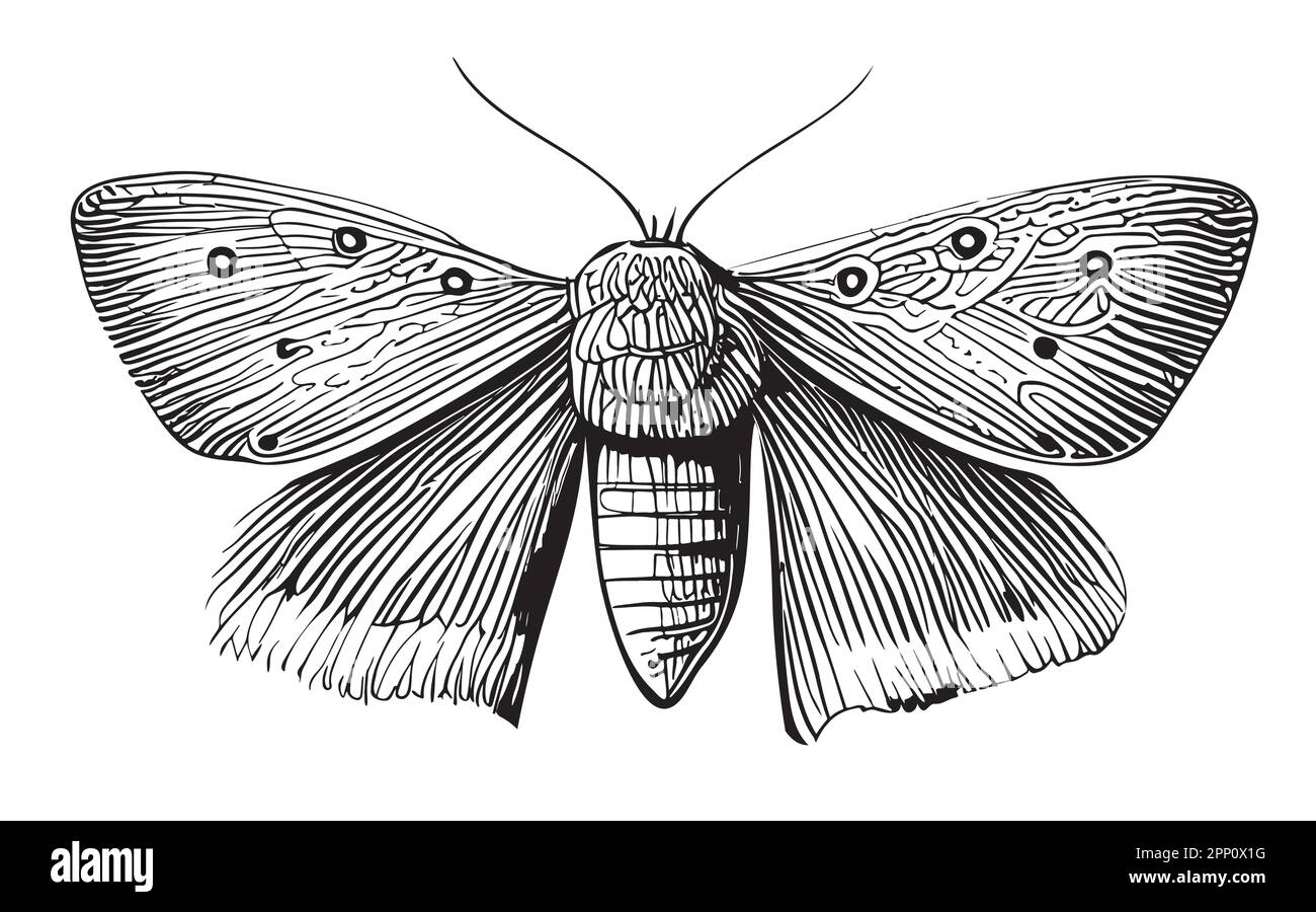 Motteninsekten handgezeichnete Skizze in Doodle-Style-Illustration Stock Vektor