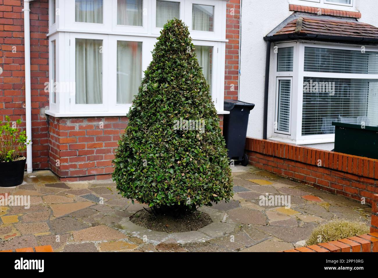 Sehr gepflegte Hecke in einem Vorstadtgarten in Bristol Stockfoto