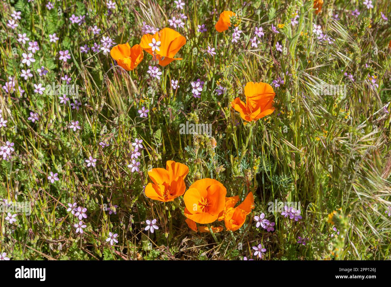 Im Antelope Valley im Süden Kaliforniens, nördlich von Los Angeles, erblühten 2019 und 2023 Mohn und Wildblumen. Stockfoto