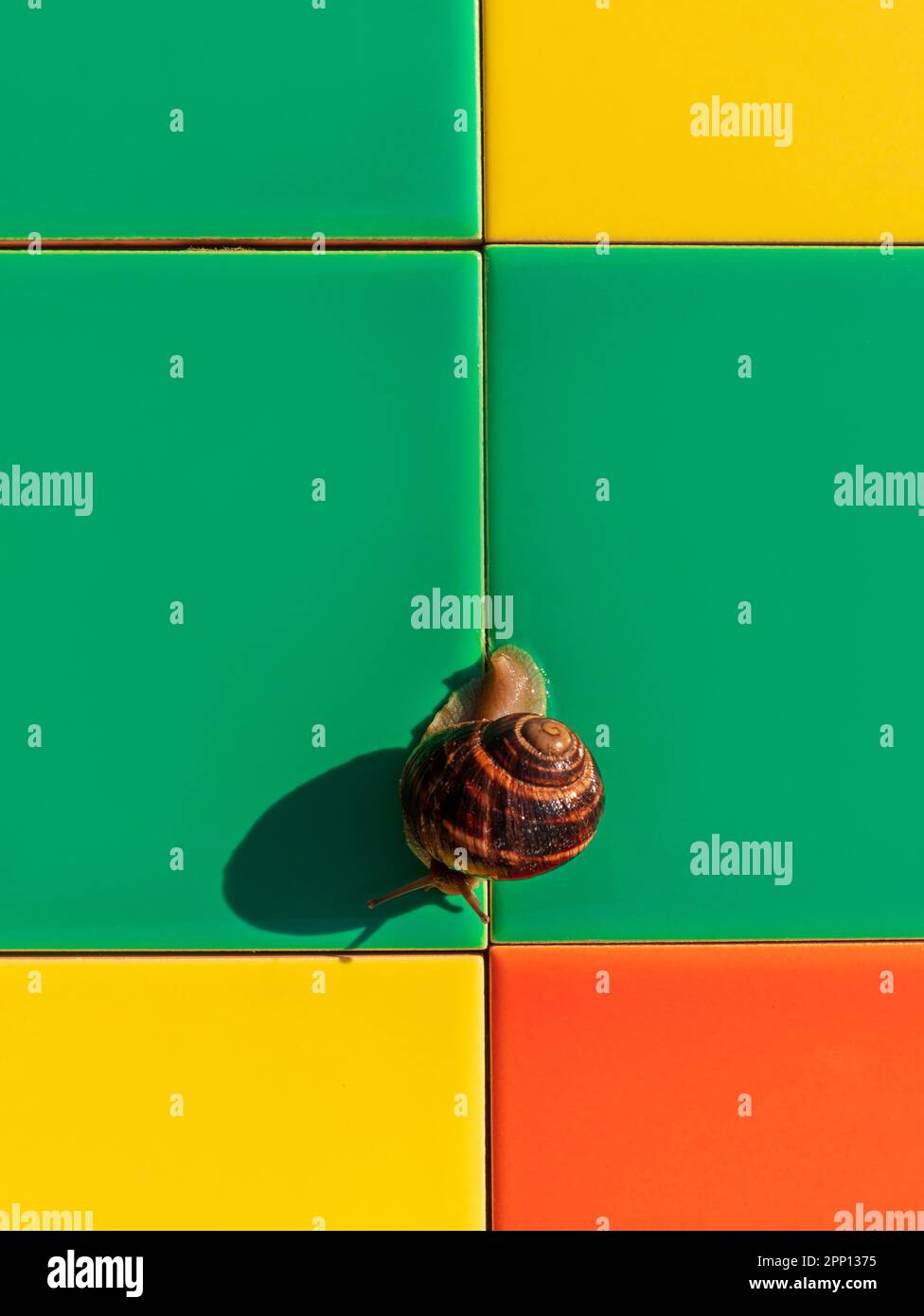 Schnecken krabbeln auf bunten Mosaikfliesen aus Keramik im Freien. Helix pomatia römisches essbares Burgunder Weichtier Escargot an der Fassade des Hauses sonniges Summ Stockfoto