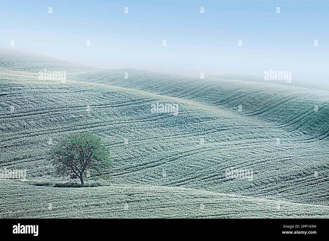 Einzelner Baum in Maisfeld, Provinz Siena, Toskana, Italien Stockfoto