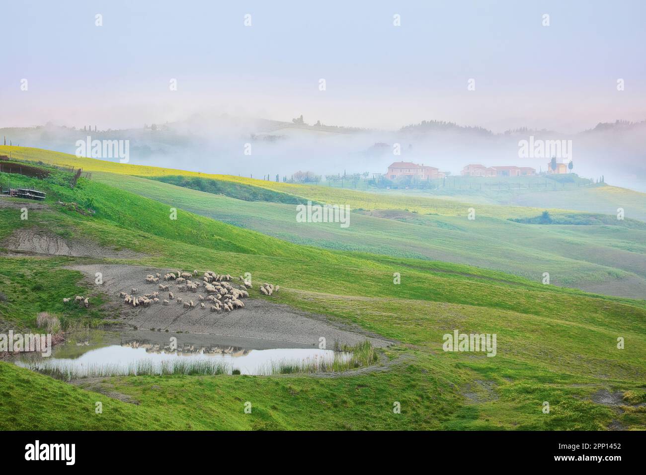 Landschaft mit Schafherden in der Nähe von Asciano, Provinz Siena, Toskana, Italien Stockfoto