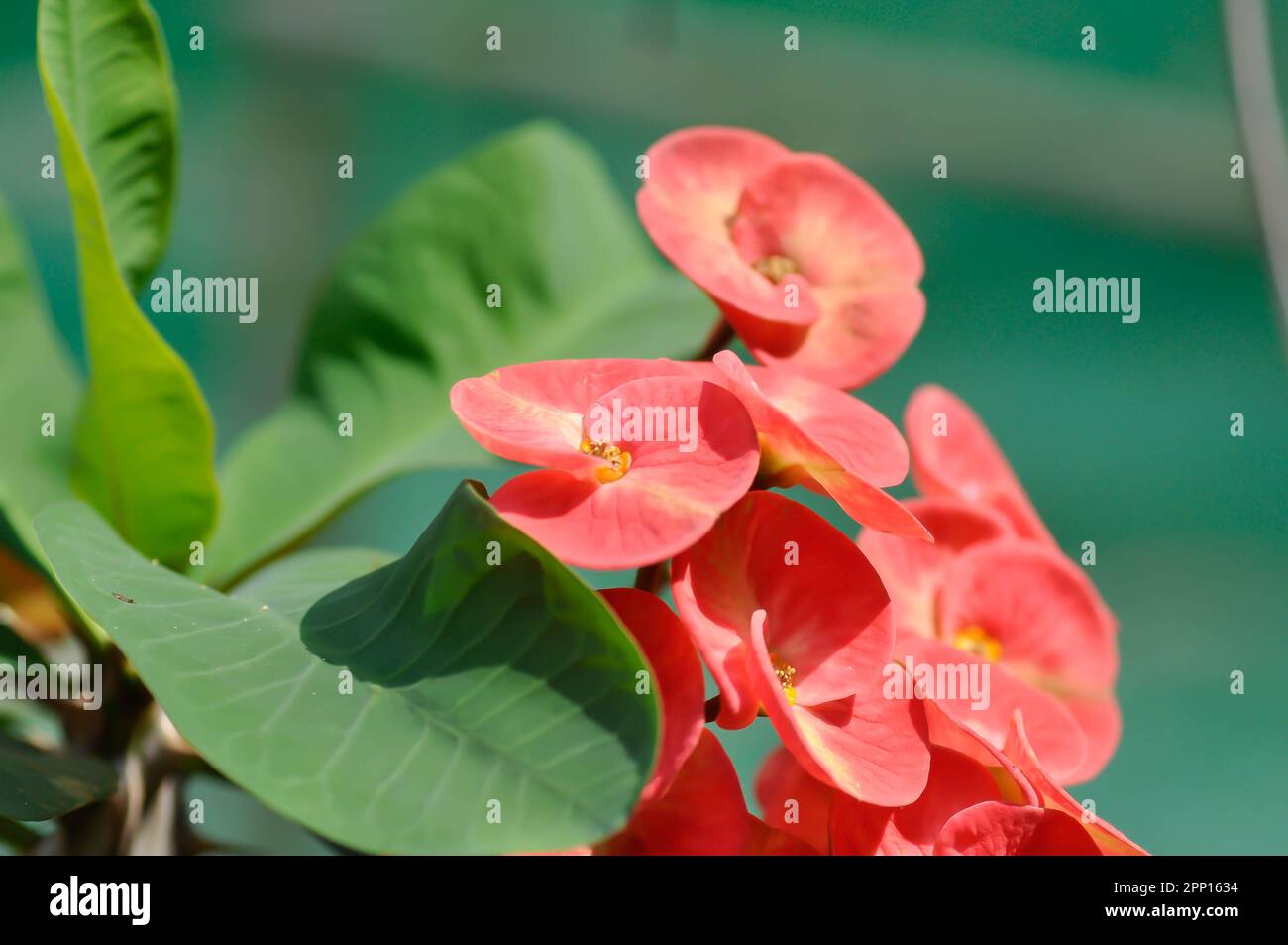 Christus Thorn, Euphorbia milii Blume oder rosa Blume Stockfoto