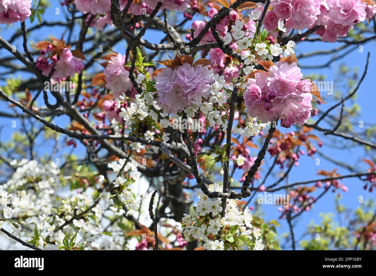 Berlin, Deutschland. 21. April 2023. Ein zweifarbiger Kirschbaum blüht in Weiß und Pink in der Berliner Frühlingssonne. Der Frühling bringt Temperaturen von 19 Grad nach Berlin. Kredit: Jonathan Penschek/dpa/Alamy Live News Stockfoto