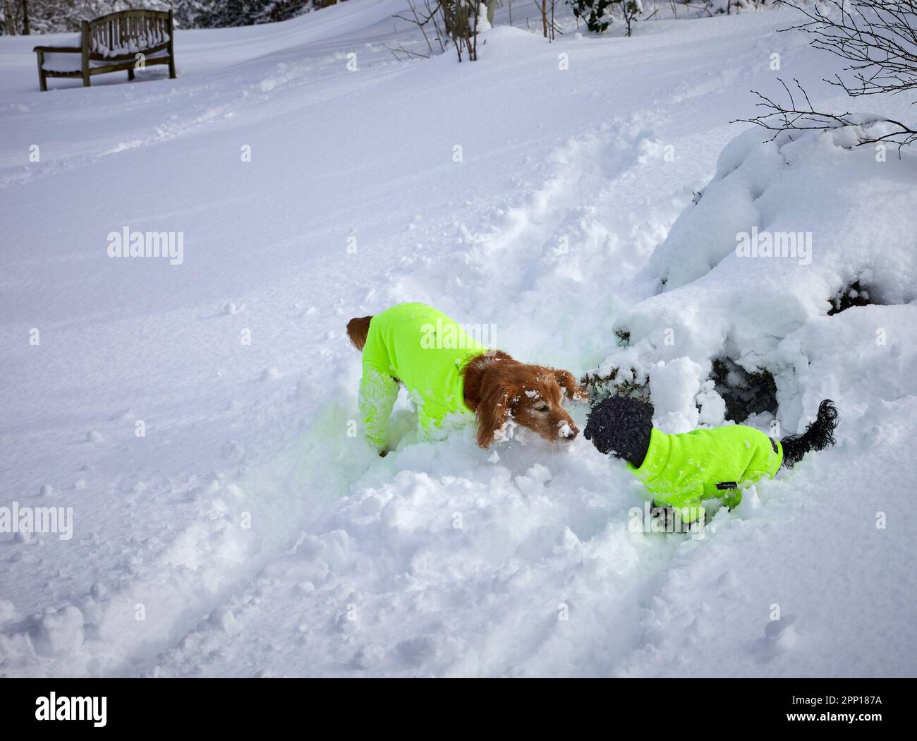 Zwei Hunde in gelben Hivis-Mänteln treffen sich beim Spielen nach heftigem Schnee über Nacht auf dem Moorland Small Holding um 900ft Uhr in North Yorkshire Stockfoto