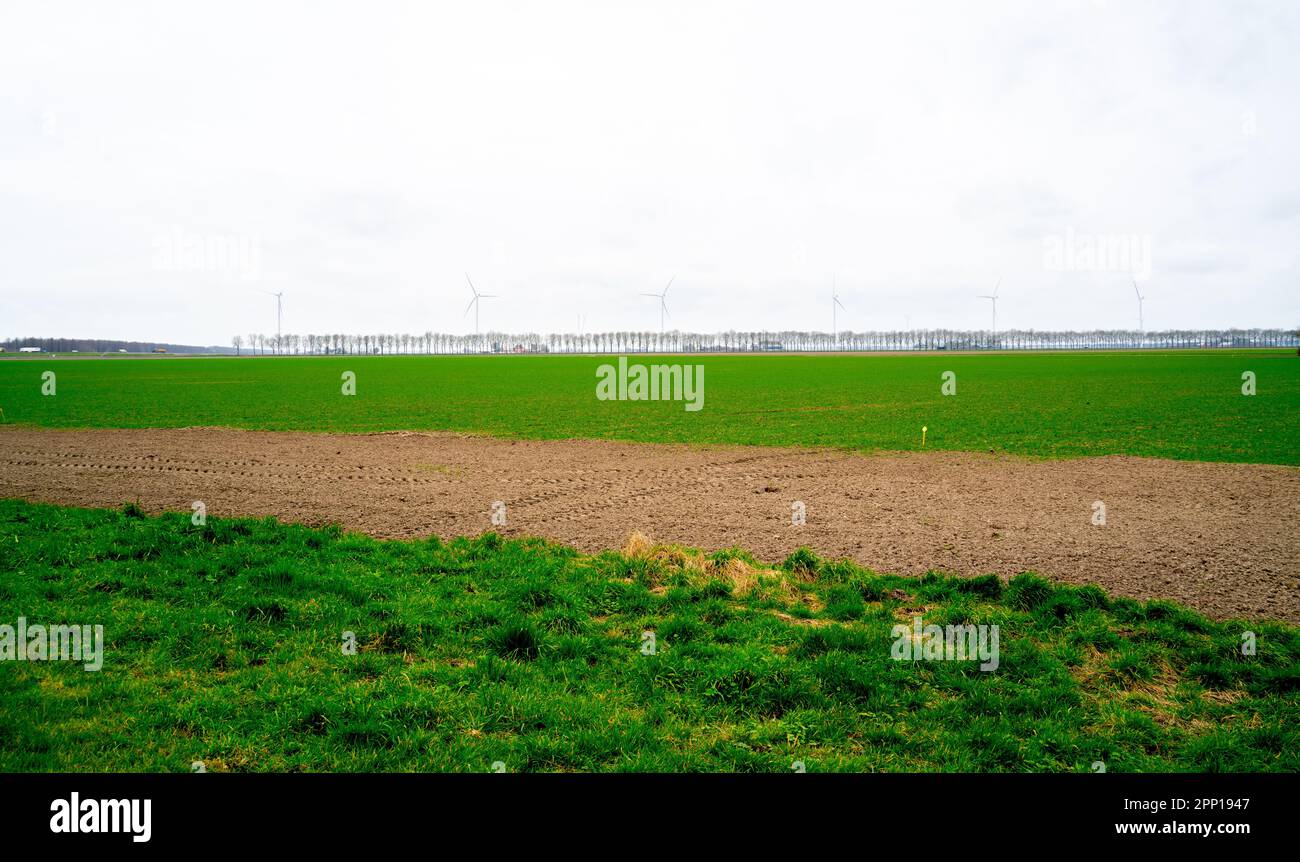 Ländliche Landschaft in der Nähe von Dronten, Niederlande Stockfoto