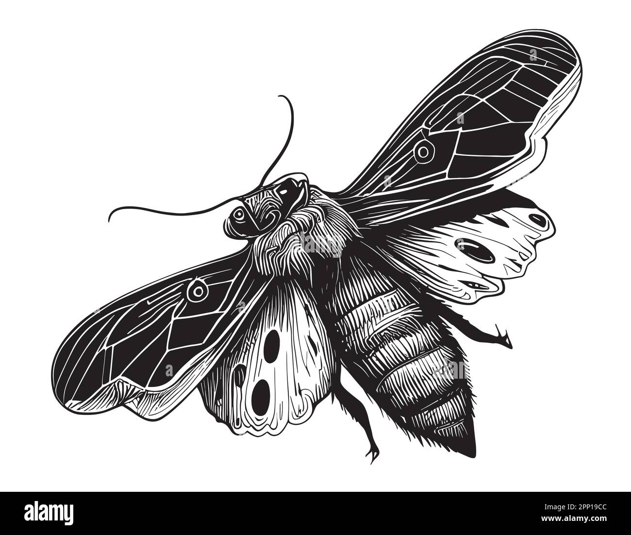 Von Hand gezeichnete Zeichnung eines einfachen Insekts mit Motten Stock Vektor