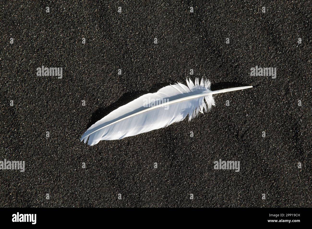 Weiße Vogelfedern auf schwarzem vulkanischem Sand des Diamond Beach an der Gletscherausläufer-Ebene Breiðamerkursandur / Breidamerkursandur, Suðursveit, Island Stockfoto
