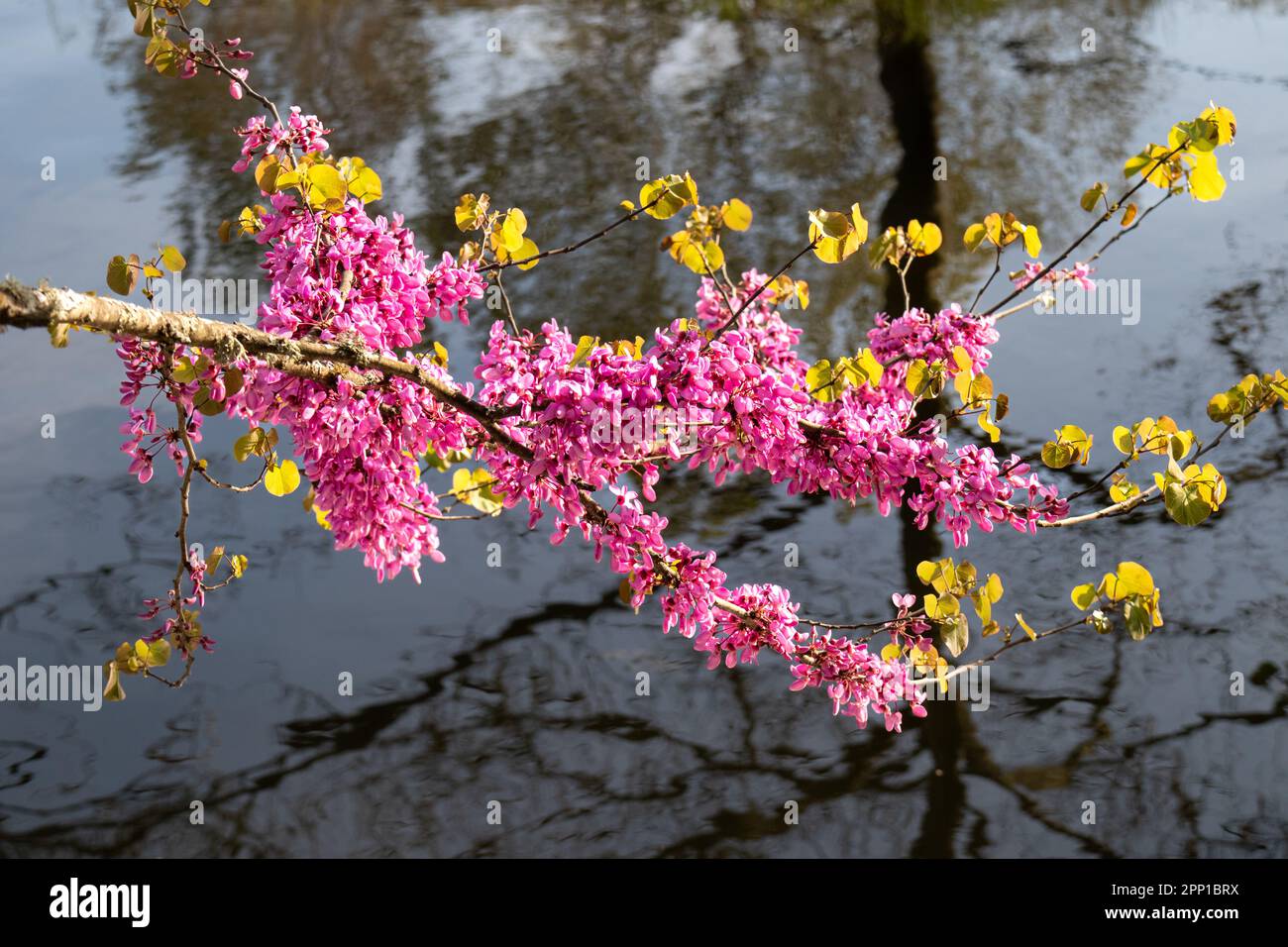 Ramas llenas de flores del árbol del amor, Cercis siliquastrum, y agua al fondo. Enfoque selectivo Stockfoto