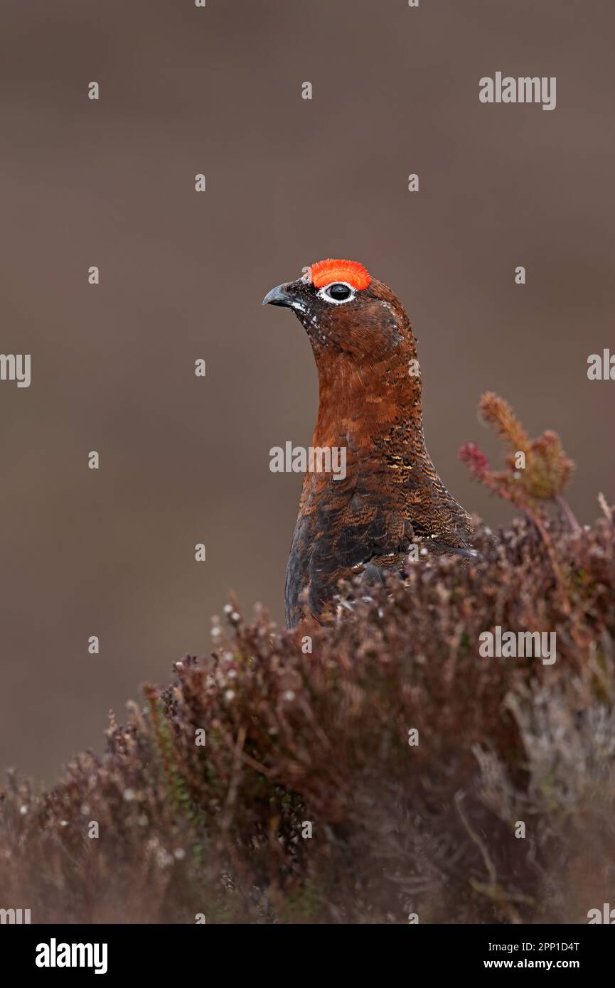 Männliche Rothühner (Lagopus lagopus scotica) in dichtem Heideland Stockfoto