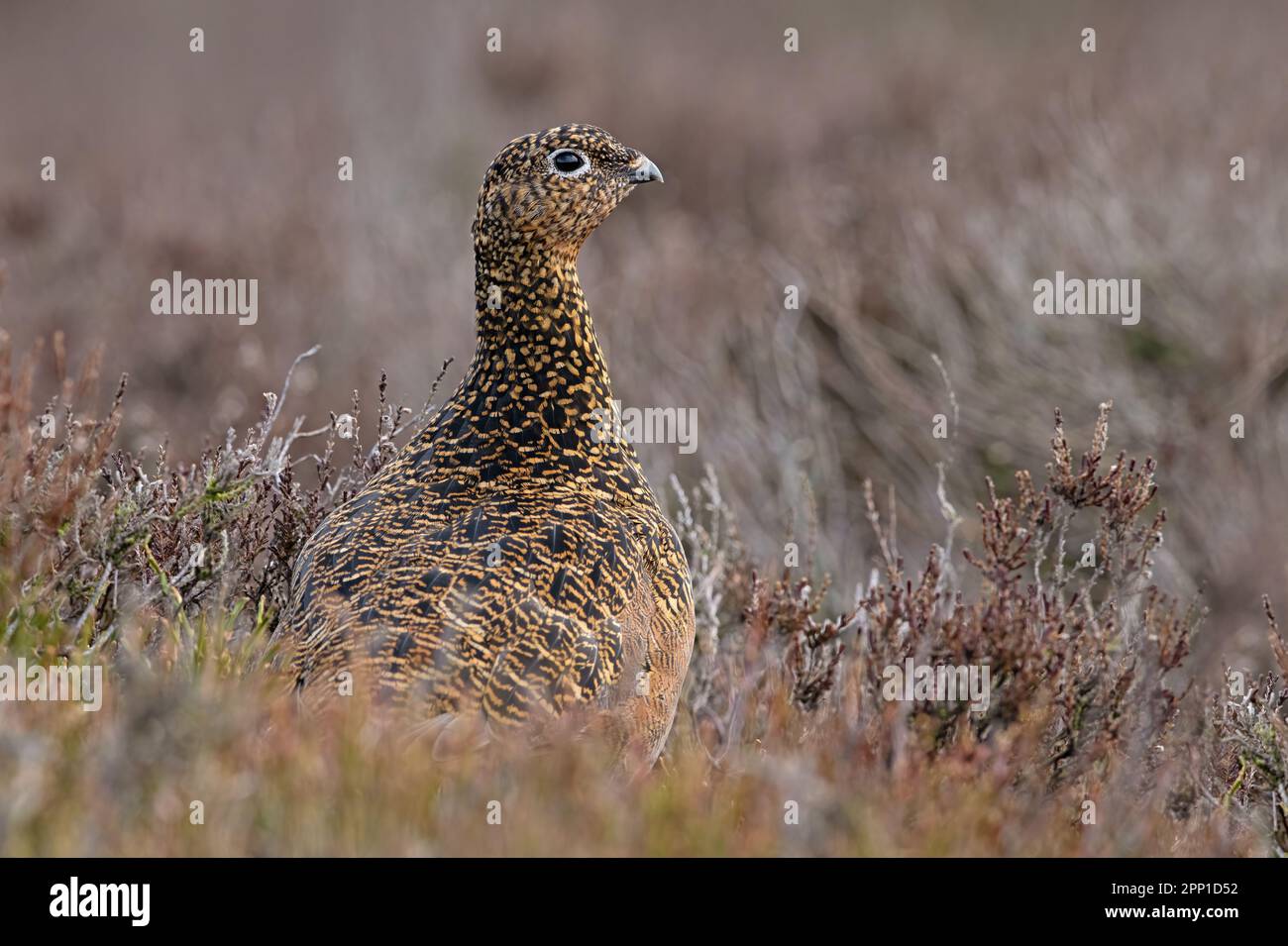 Weibliche Rothuhn (Lagopus lagopus scotica) in dichtem Heideland Stockfoto