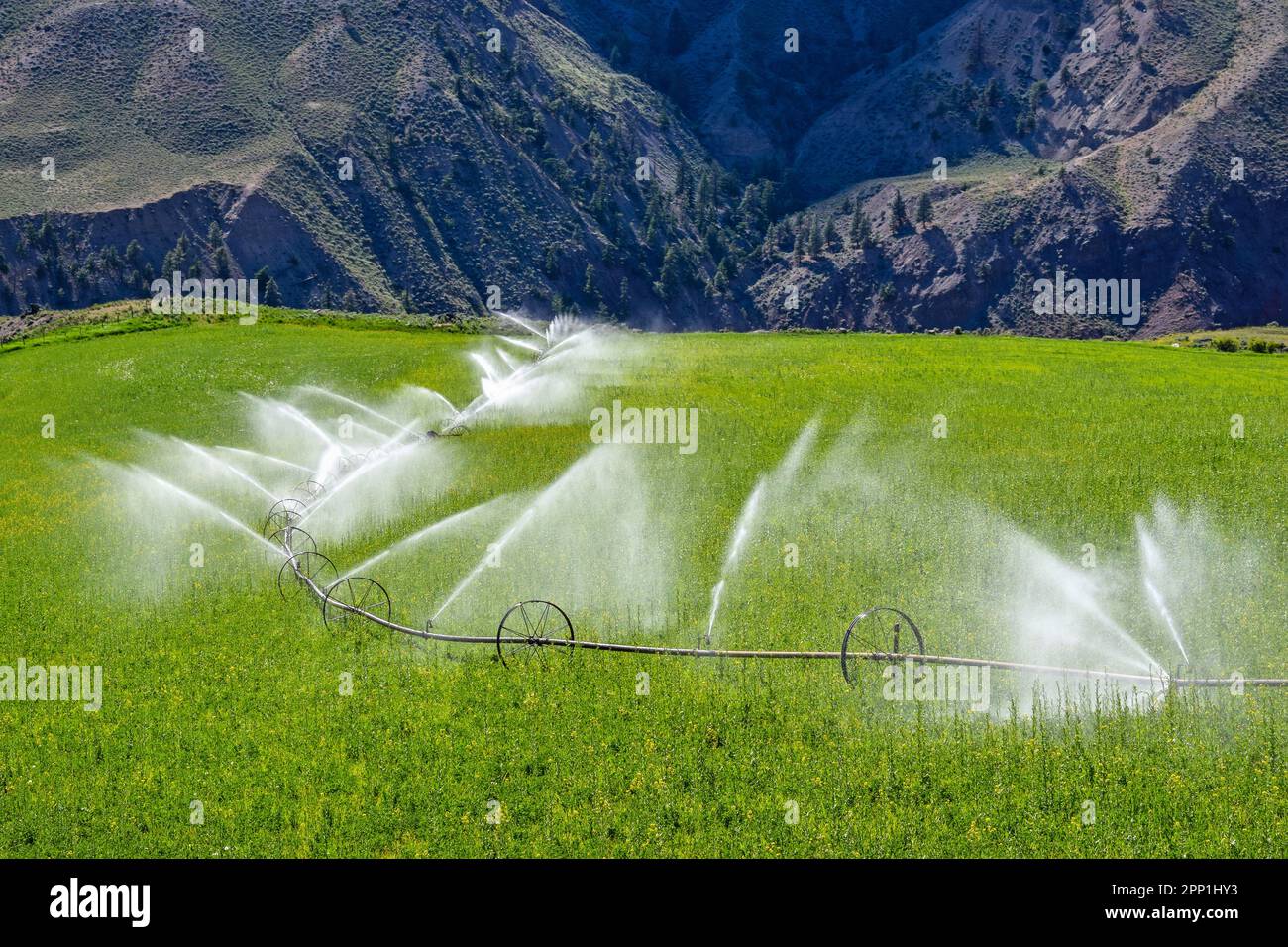 Radlinie Sprinkler Bewässerung eines Feldes und Wiese auf Grünes Ackerland Stockfoto