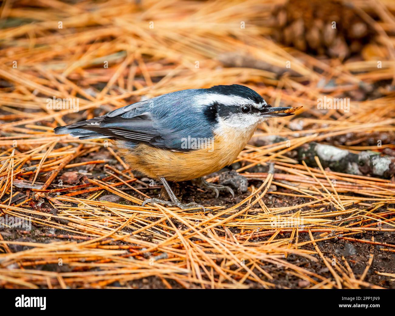 Dieser rothbrastige Nuthatch hat in den Piniennadeln eines Northwoods Wisconsin Wald gesessen. Stockfoto