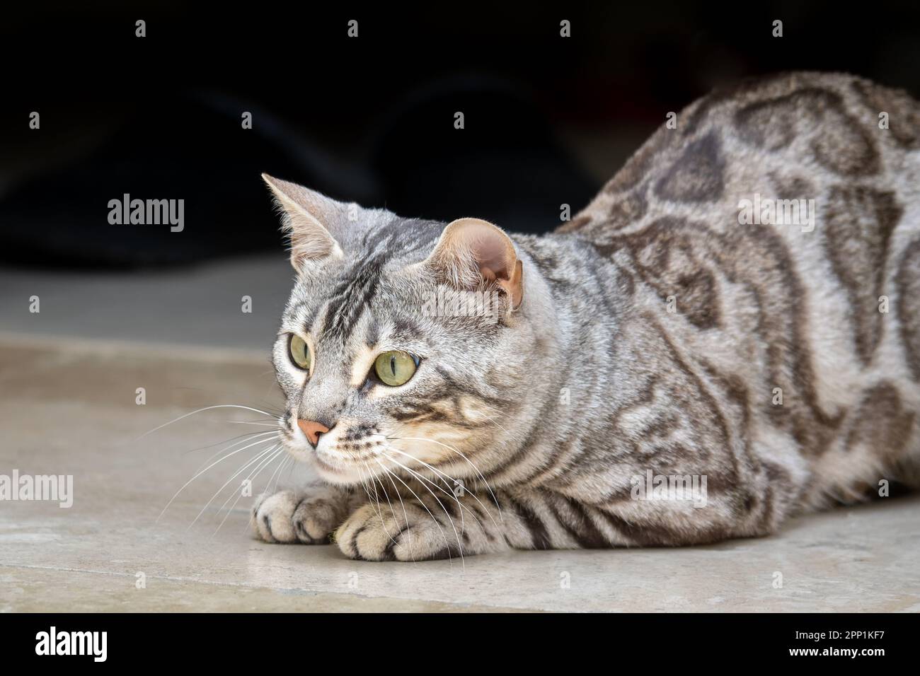 Silberne bengalische Katze spielt Stockfoto