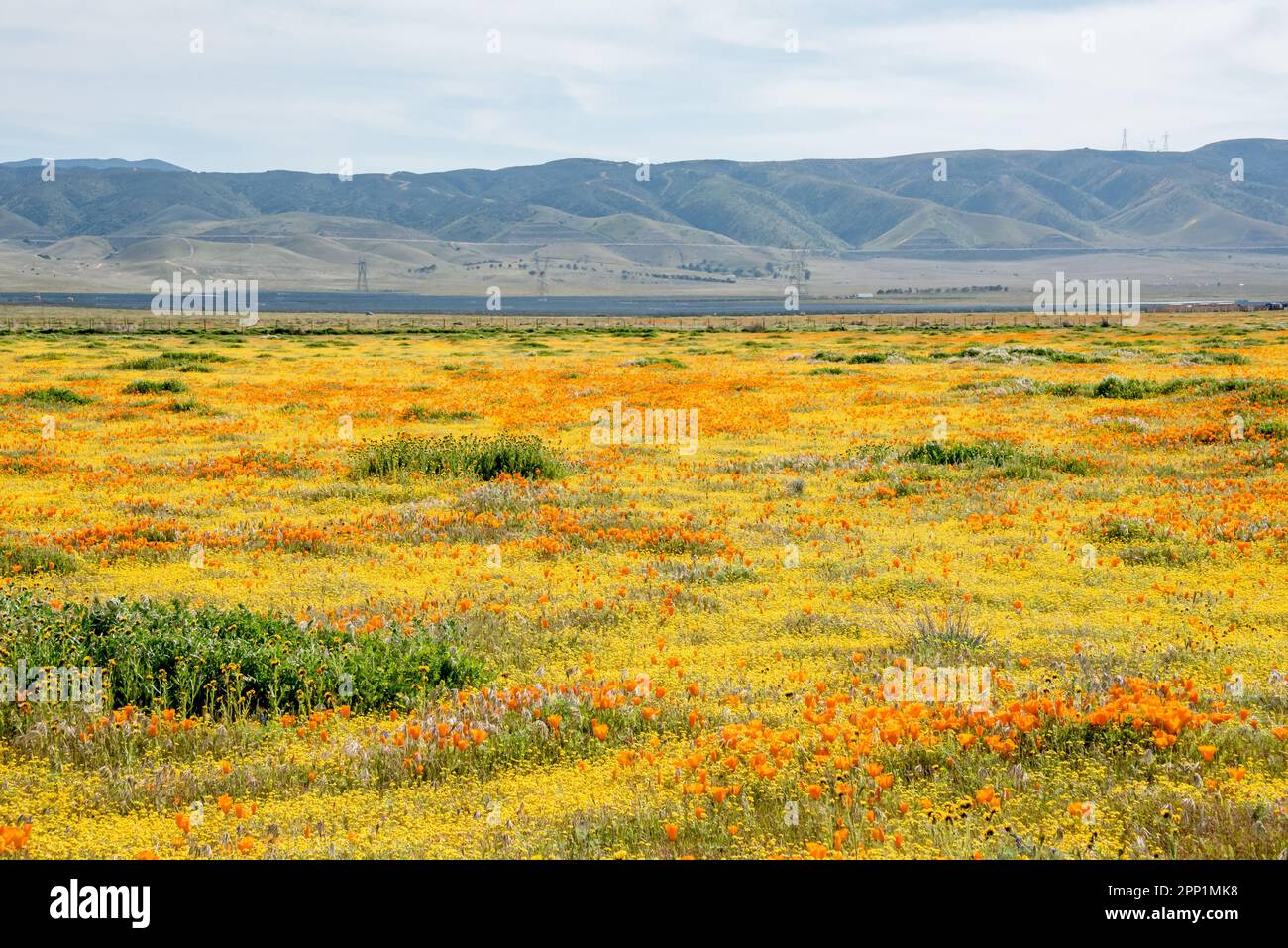 Ein Feld voller farbenfroher Wildblumen im Antelope Valley California Poppy Reserve während einer Frühlingsblüte. Gelbe und orangefarbene Blumen füllen die Landschaft. Stockfoto