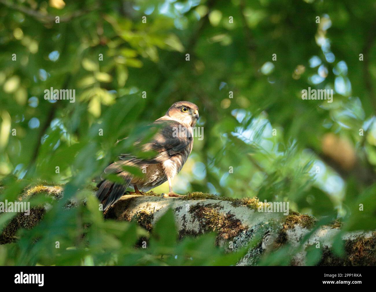 Sperber in Woodland. Stockfoto