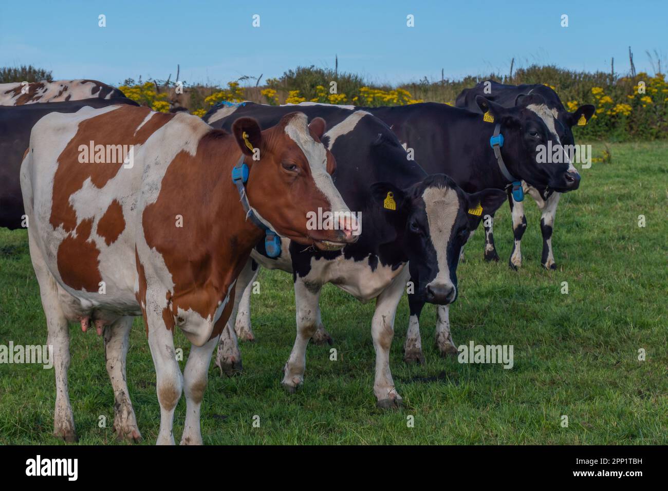 Eine geisterlose Kühe auf der grünen Weide einer irischen Viehzucht an einem Sommerabend. Schwarze und braune Kühe auf grünem Grasfeld Stockfoto