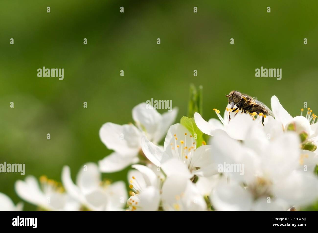 Gewöhnliche Drohnenfliege, die die Pollen aus den Blumen füttert. Ein Ast eines Obstbaums mit großen weißen Blumen auf grünem Hintergrund und Hoverfly. Frühling ga Stockfoto