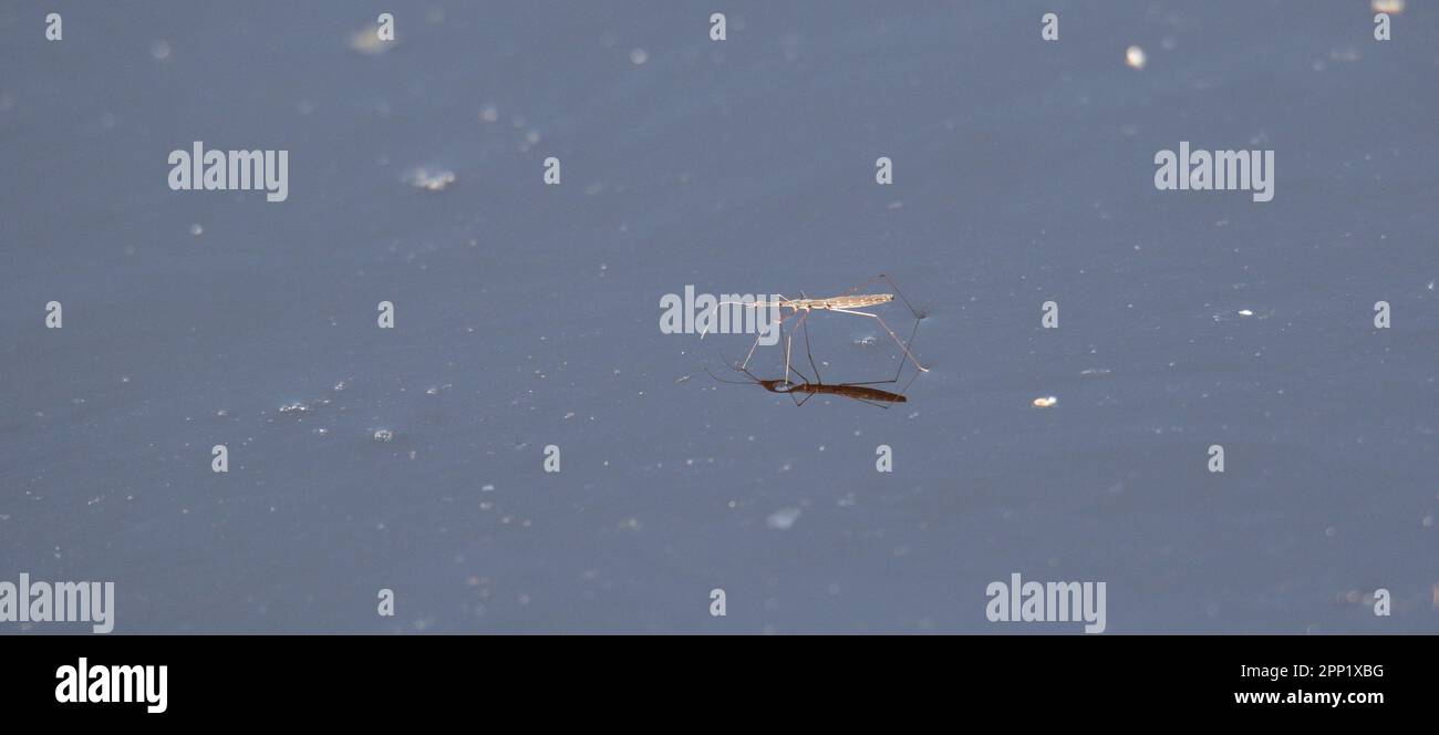 Gewöhnlicher Wassermessgerät Stockfoto