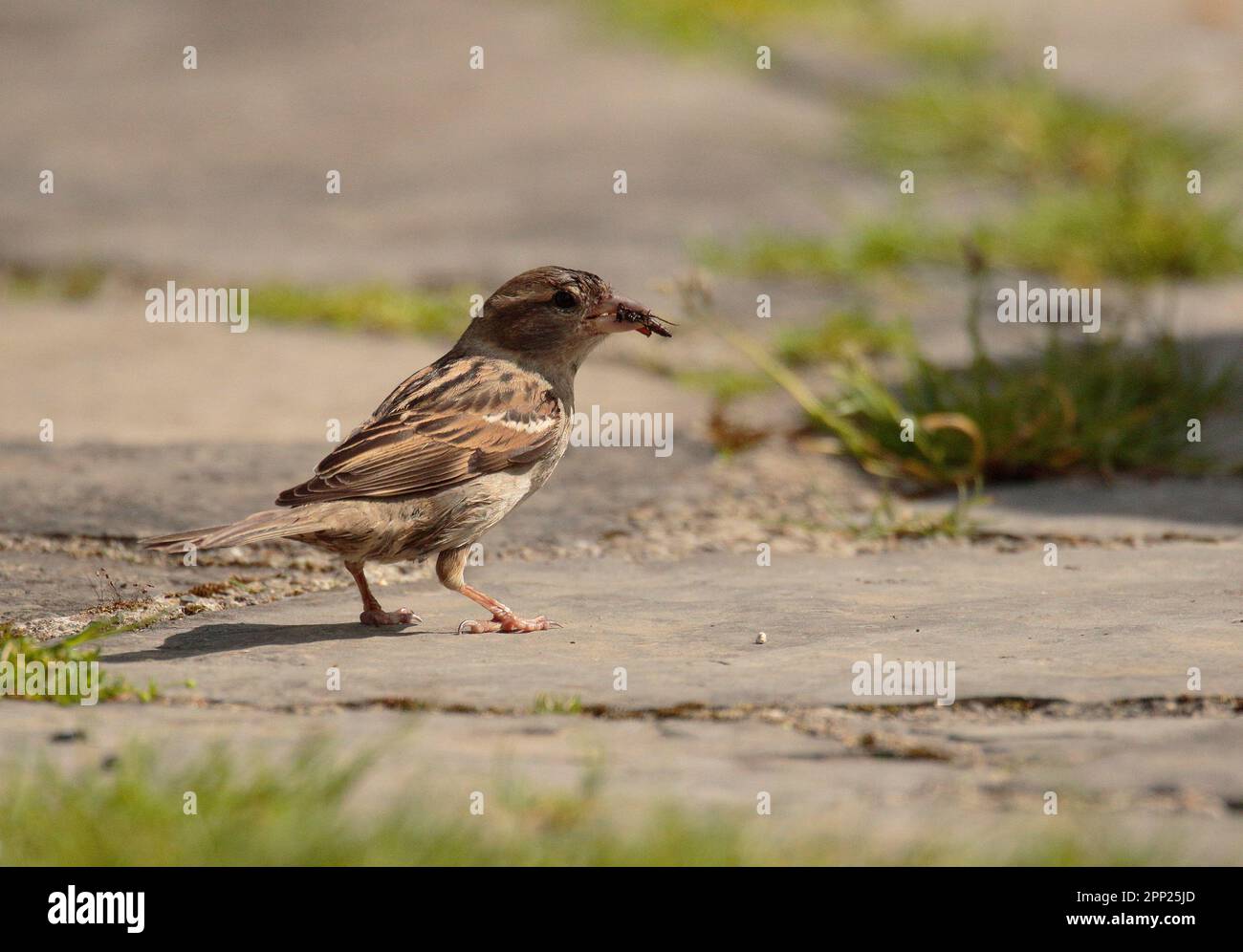 Haussperling Stockfoto