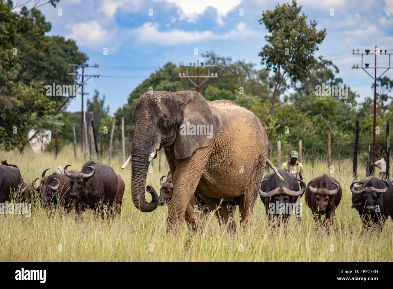 Mitglieder der großen fünf afrikanischen Tiere, Elefanten und Büffel, die zusammen in der Savanne auf einer afrikanischen Safari im offenen Fahrzeug in Simbabwe, Imire, spazieren Stockfoto