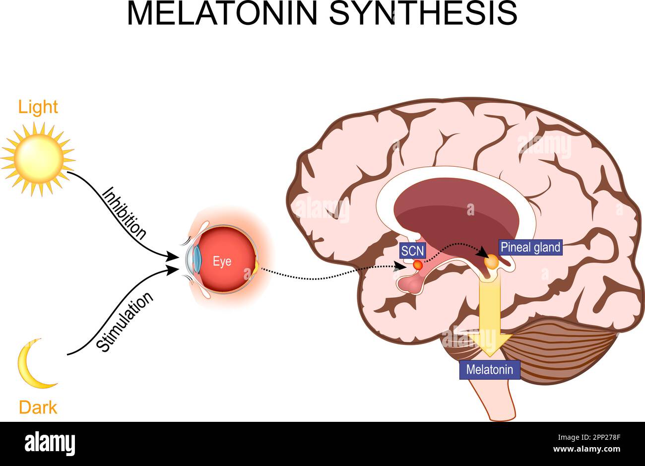 Melatonin und zirkadiane Rhythmusregulation. Gehirn mit Zirbeldrüse und Nucleus suprachiasmatica. Schlaf-wach-Zyklus. Menschliche Anatomie. vektordarstellung. Stock Vektor