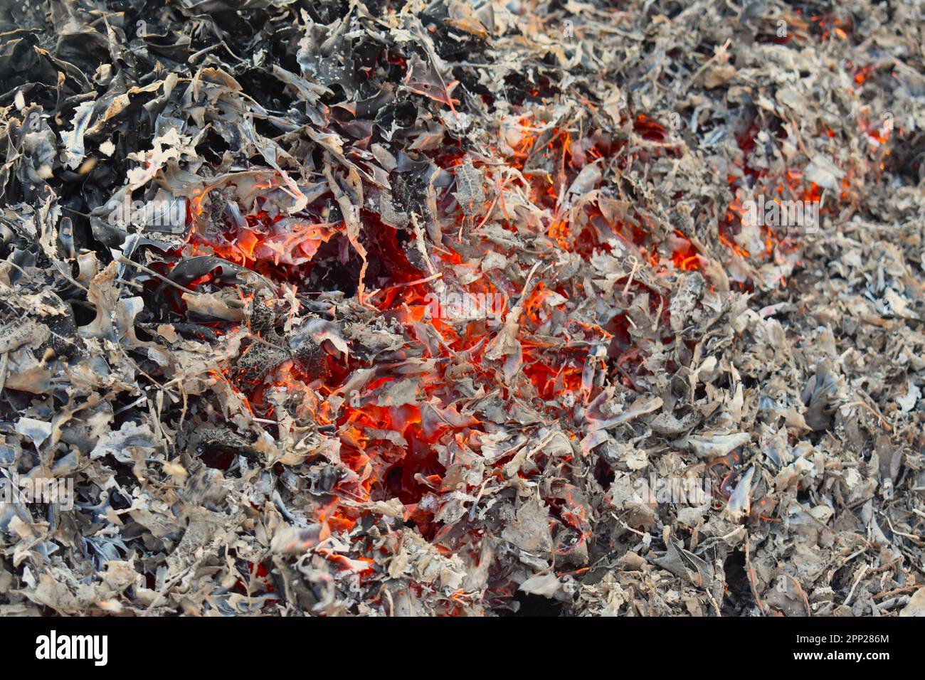 Ein tiefes, rotes Leuchten aus einem geschwärzten Stapel brennender Blätter Stockfoto