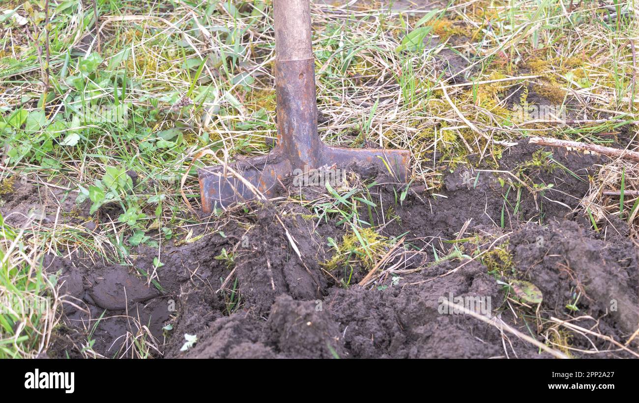 Schaufel gräbt im Boden. Eine Schaufel steckt im Boden fest Stockfoto