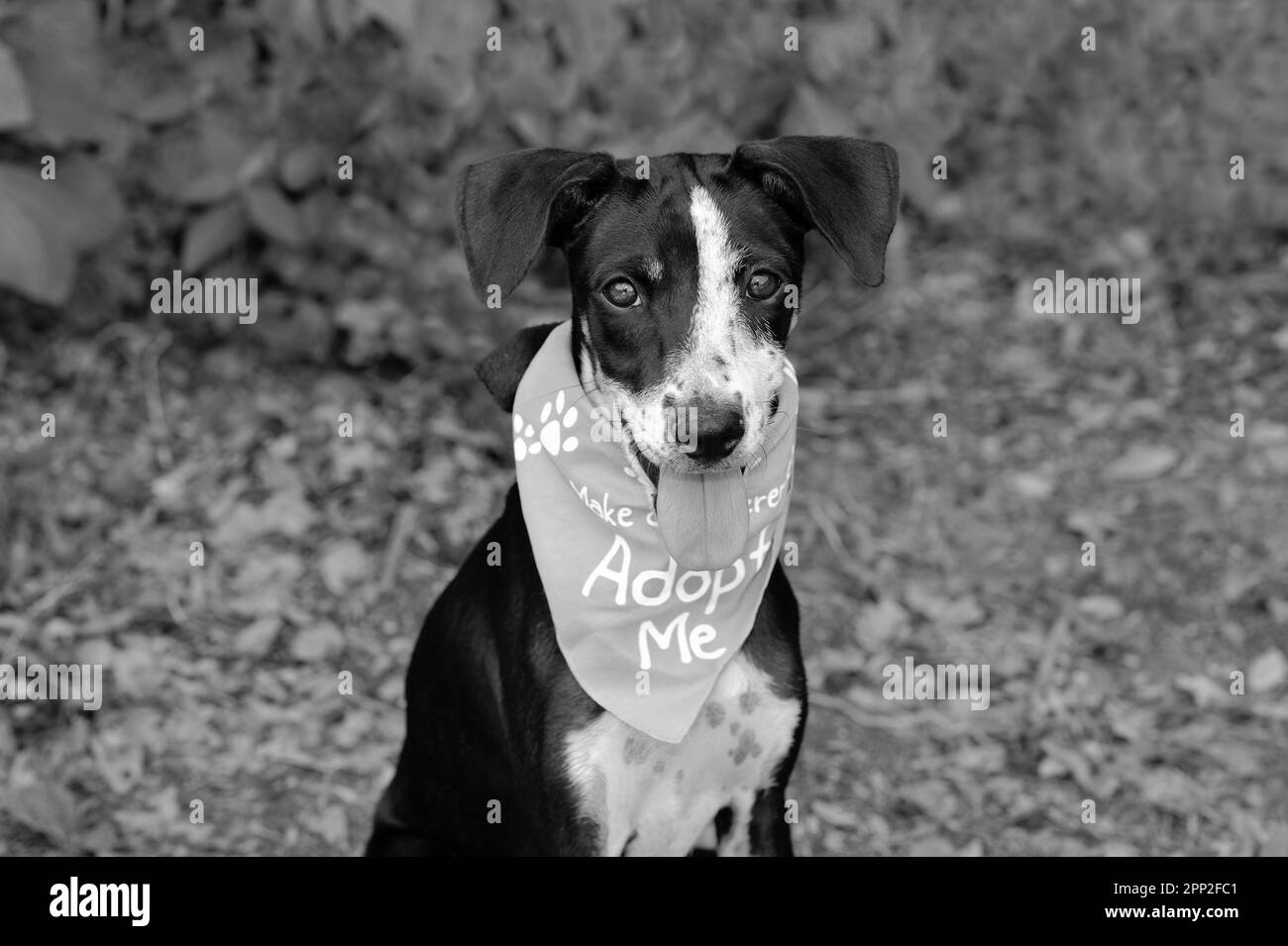 Ein Adoptionshund trägt eine Adoptivmutter Bandana, die in die Kamera schaut Stockfoto