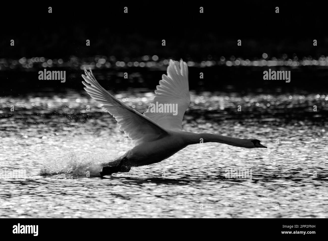 Swan, der vom Wasser aus flieht Stockfoto