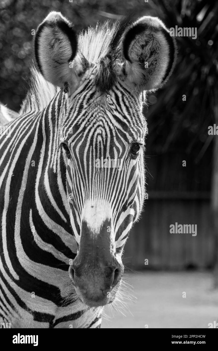 Schwarz-weißes Zebraporträt mit Streifen und pelzigen Ohren Stockfoto