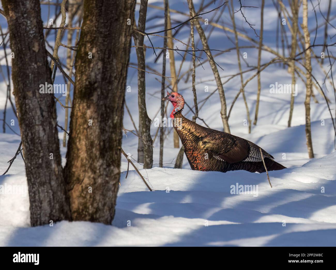 Tom turkey läuft in einem Wald im Norden von Wisconsin. Stockfoto