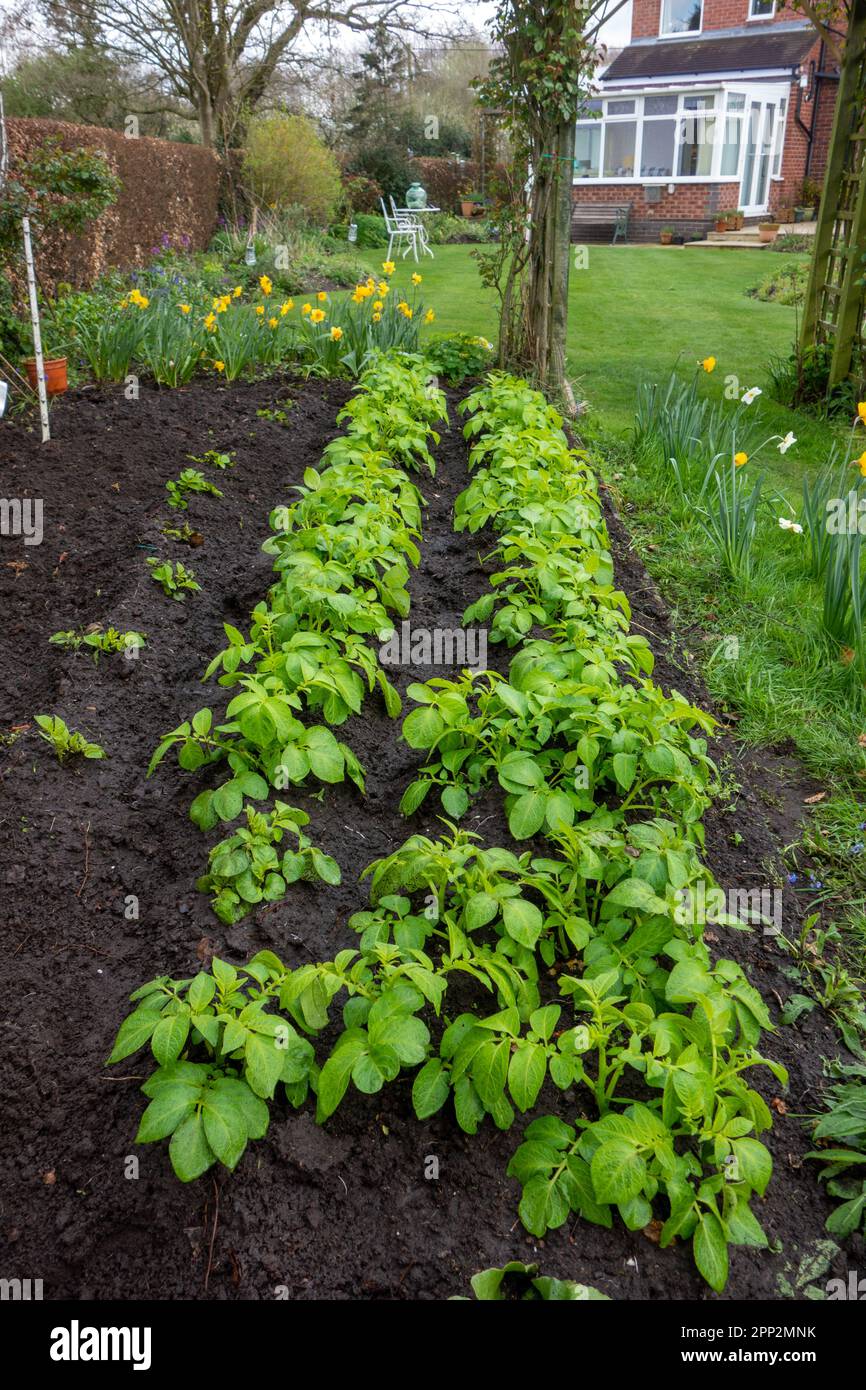 Im Frühjahr bauen sie erste Frühkartoffeln in einem englischen Gemüsegarten an Stockfoto