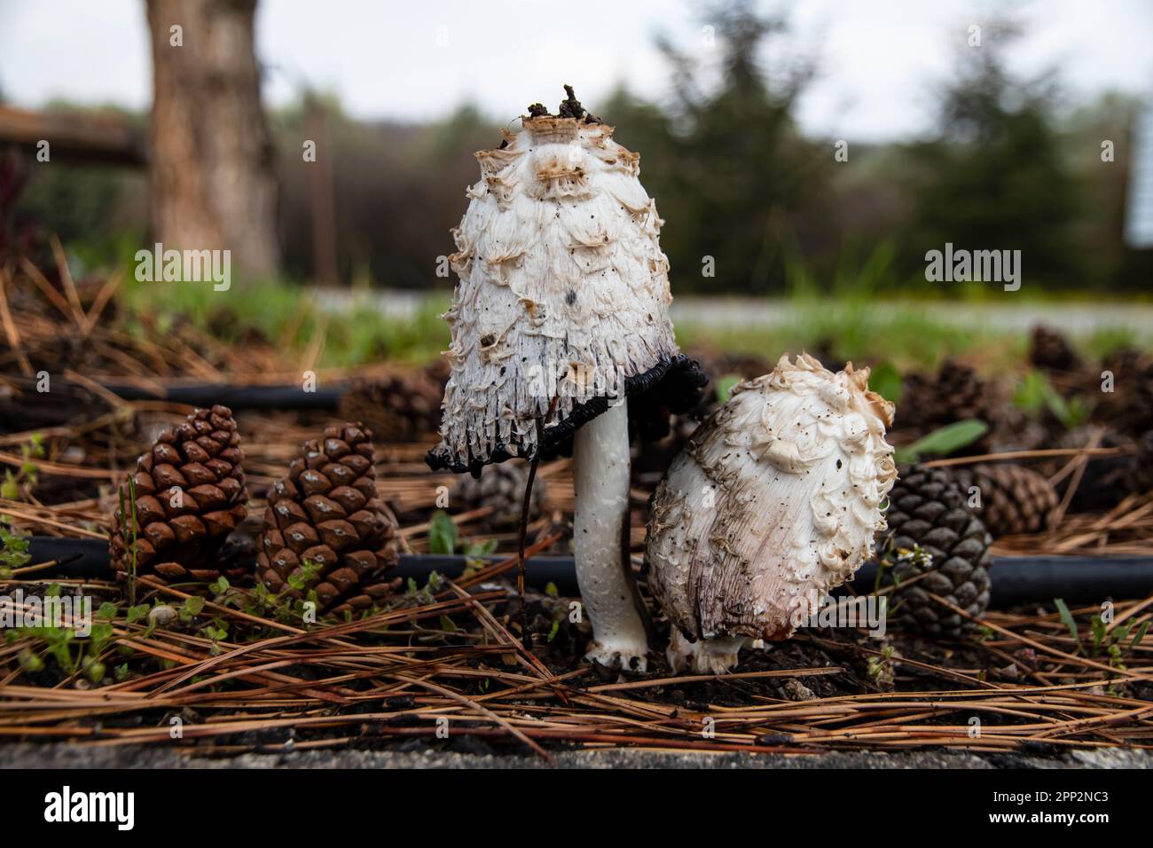 Zwei stinkende Pilze auf dem Ball. Stockfoto