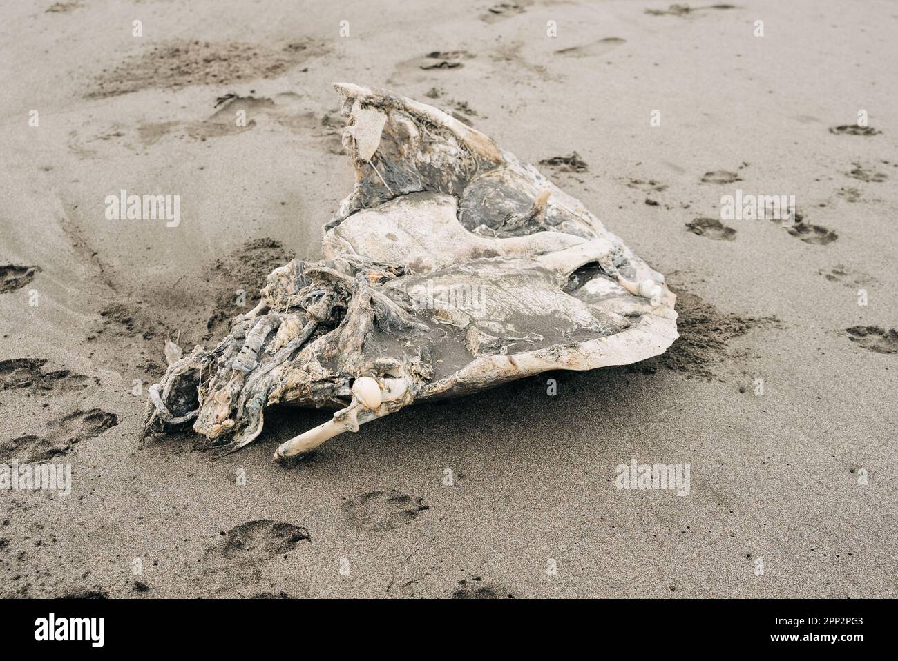 Abgewinkelte Nahaufnahme einer toten Meeresschildkröte. Der größte Teil des Fleisches wurde von streunenden Hunden gefressen, wie die Pfoten auf dem Sand um den Körper herum sehen. Stockfoto