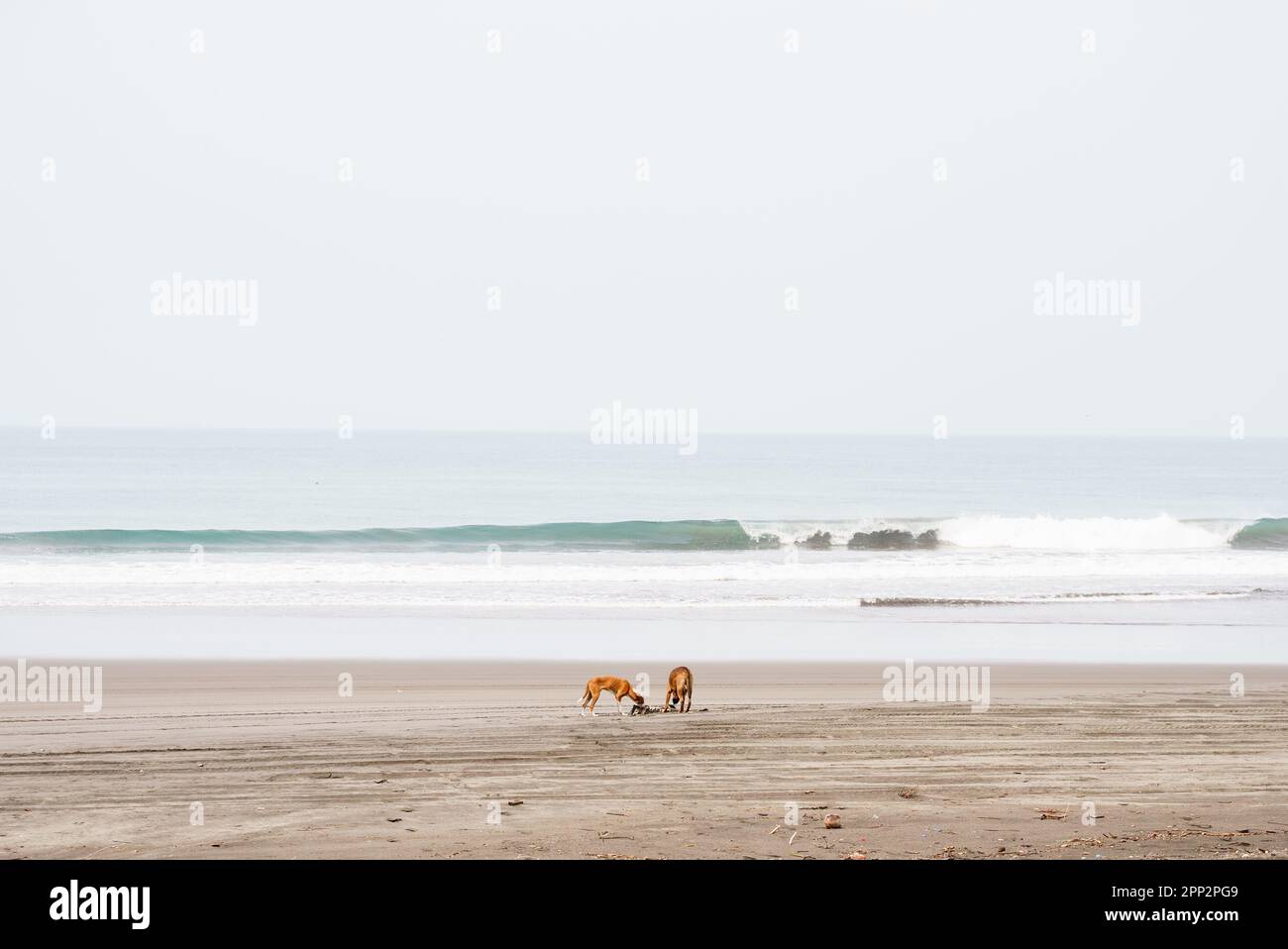 Ein paar streunende Hunde am Strand plündern und fressen den Kadaver eines toten Tieres. Ein klarer Himmel und Meereswellen sind im Hintergrund zu sehen. Stockfoto
